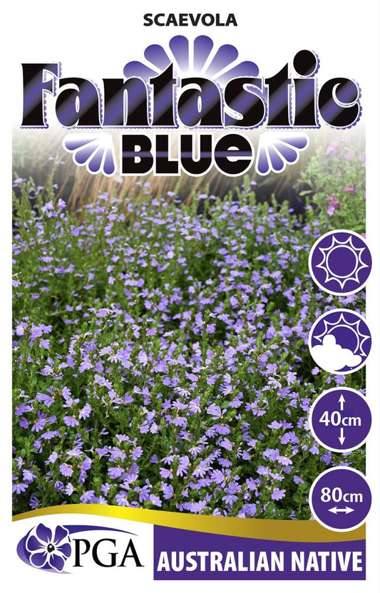 Scaevola ‘Fantastic Blue’