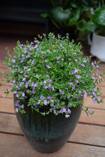 Scaevola ‘Fantastic Blue’