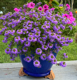 Scaevola aemula Blue