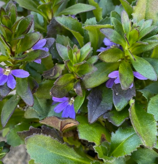 Scaevola aemula Cobalt Candles