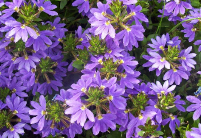 Scaevola aemula Mauve Clusters