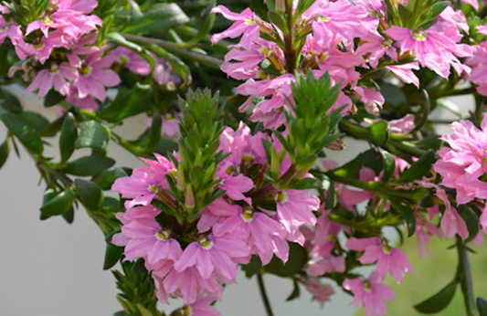 Scaevola aemula Pink Charm