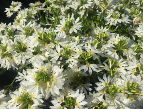 Scaevola aemula White