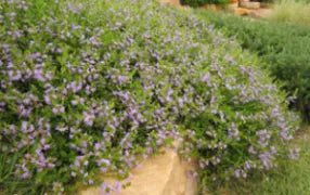 Scaevola humilis (PFS100)  PURPLE FUSION™