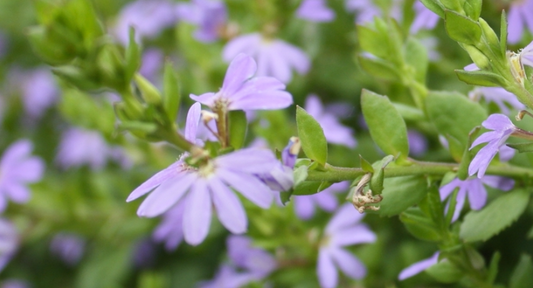 Scaevola humilis (PFS100)  PURPLE FUSION™