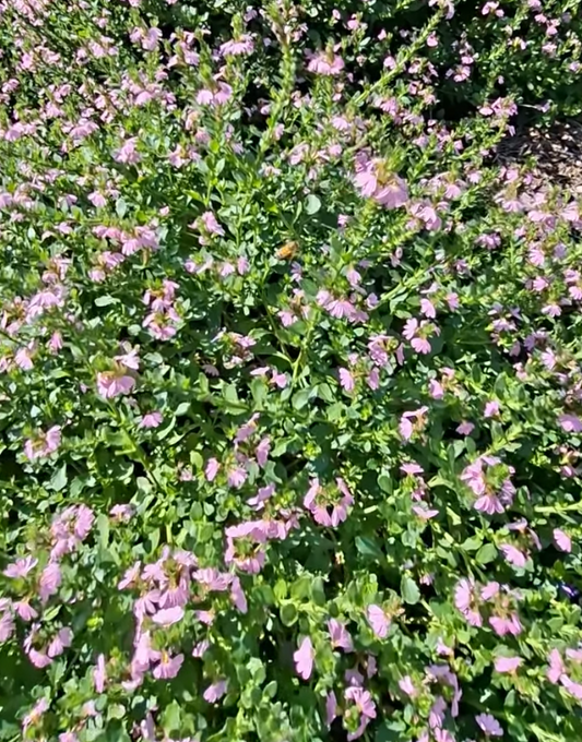 Scaevola humilis 'Pink Fusion'