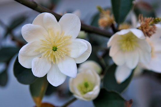 the plant broker
