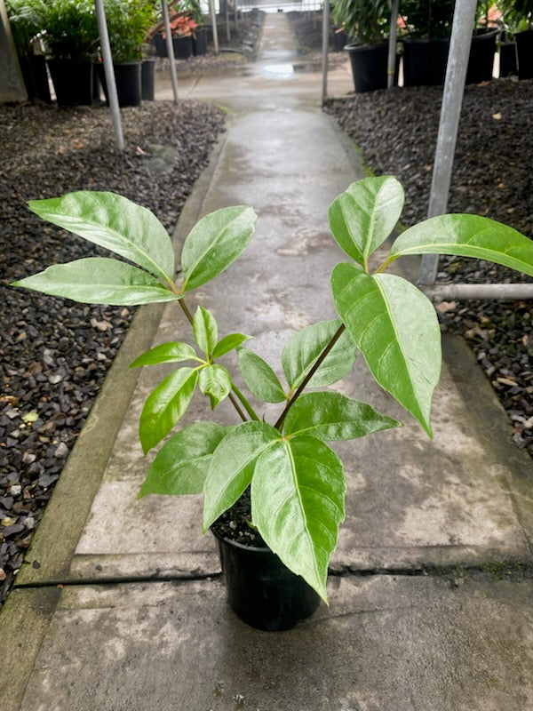 Schefflera arboricola