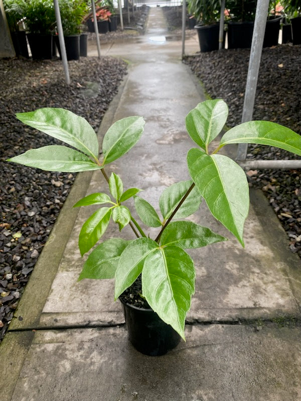 the plant broker