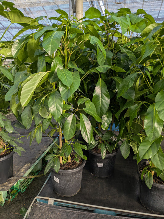 Schefflera amate