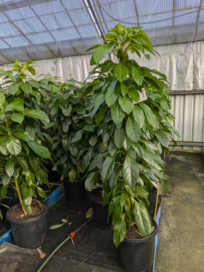 Schefflera amate Alpine Junior