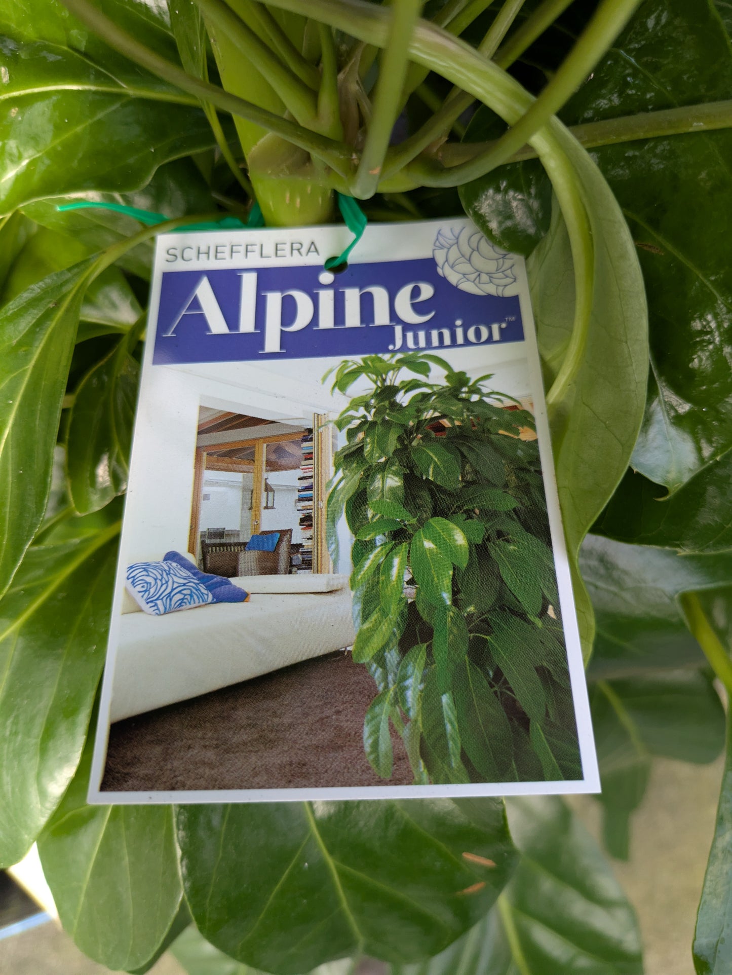 Schefflera amate Alpine Junior