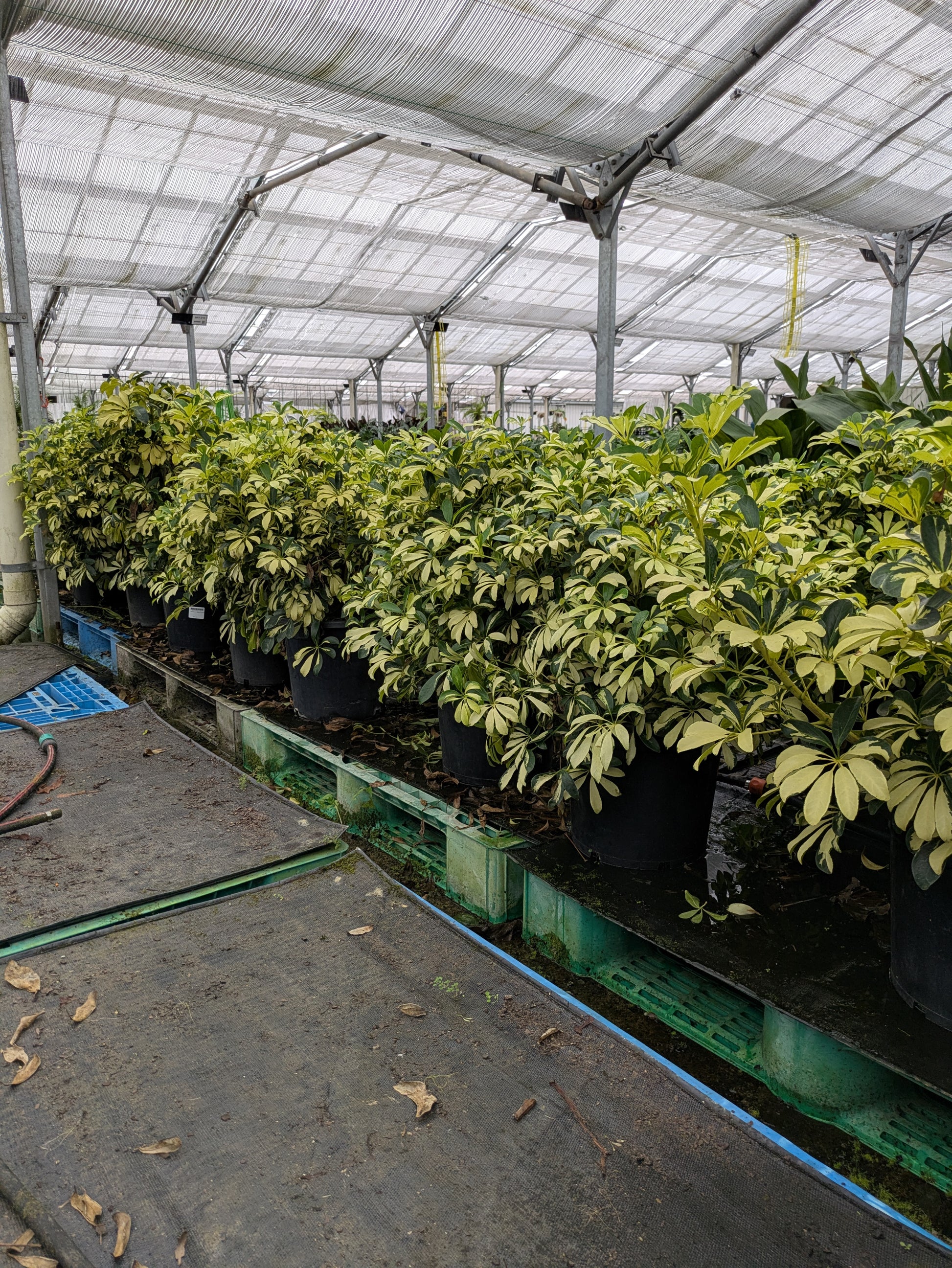 schefflera arboricola madame de smet Schefflera arboricola 'Madame de Smet' – The Plant Broker