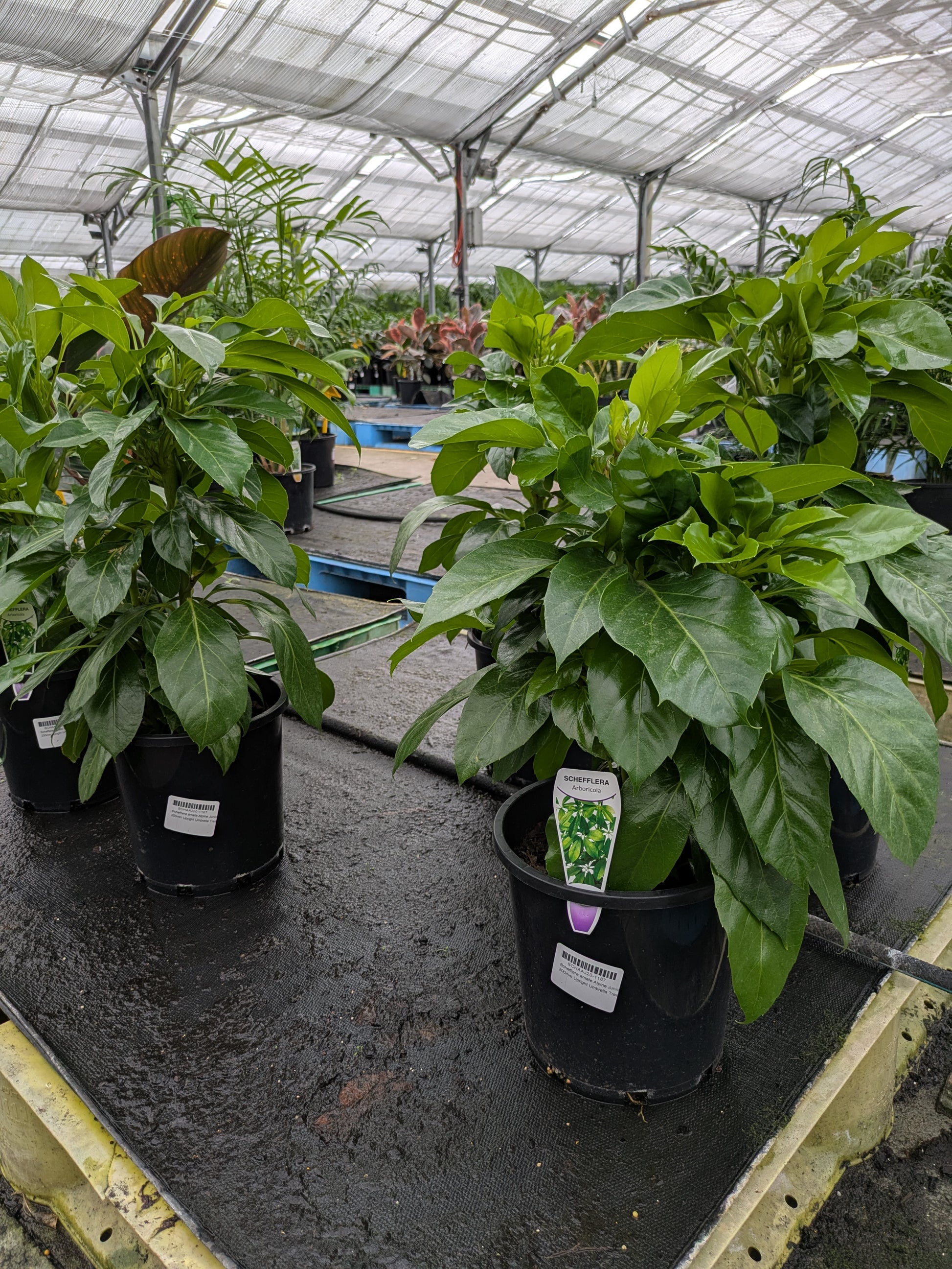 schefflera arboricola toxic to dogs Schefflera arboricola – The Plant Broker