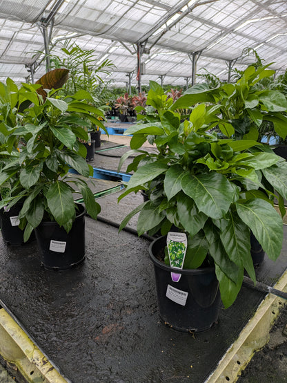 Schefflera arboricola