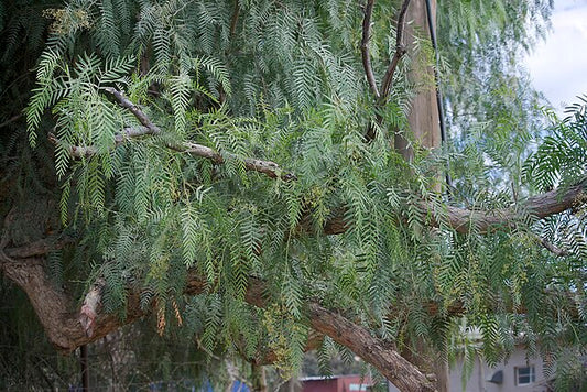 Schinus areira