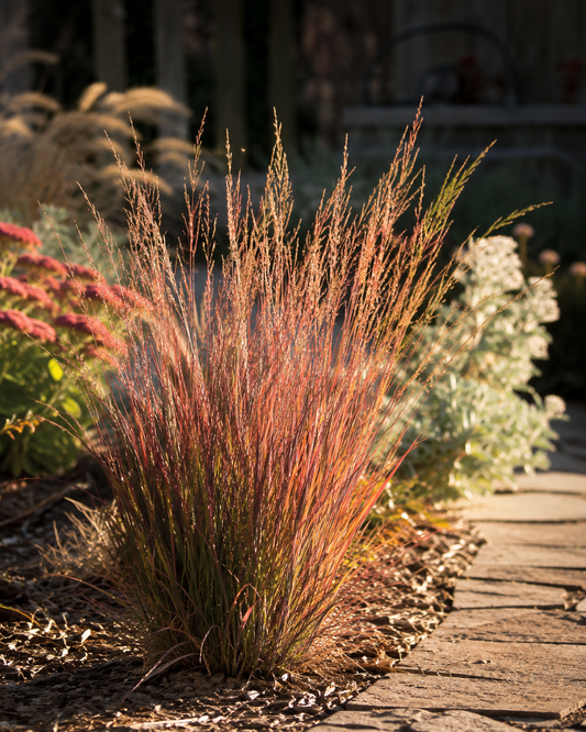 Schizachyrium scoparium 'Ha Ha Tonka'
