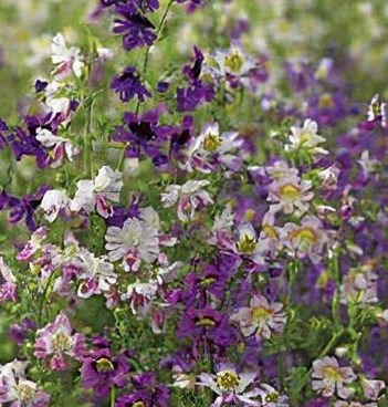 Schizanthus pinnatus