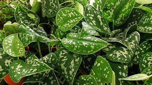 Scindapsus pictus