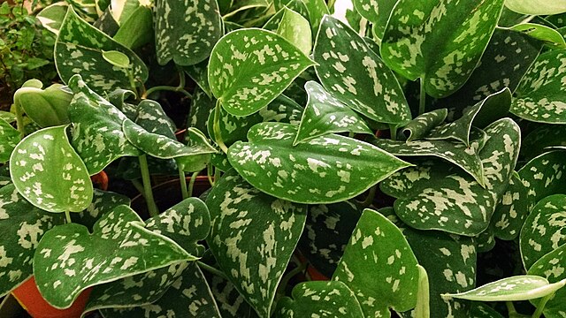 Scindapsus pictus