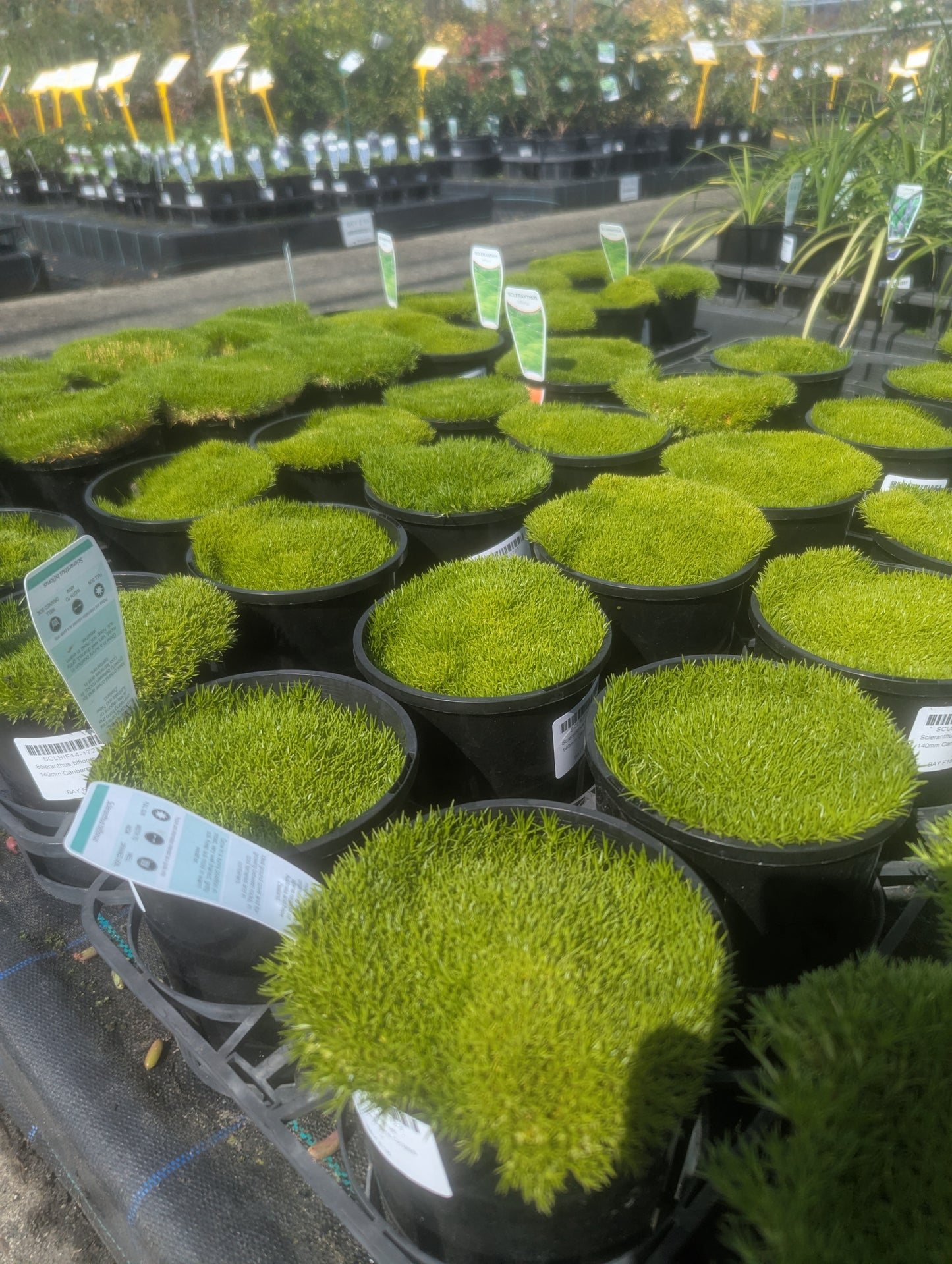 Scleranthus biflorus