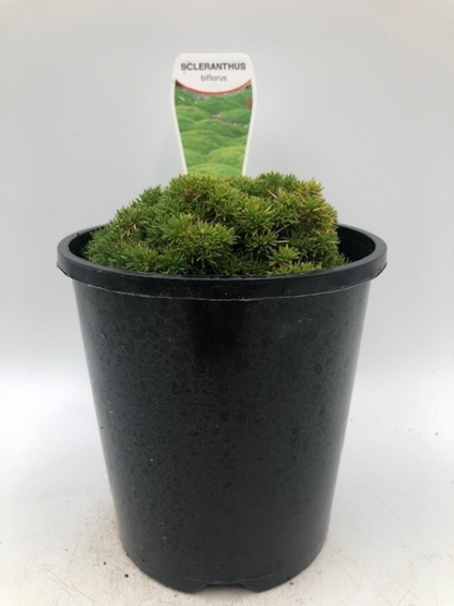 Scleranthus biflorus