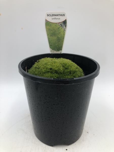Scleranthus uniflorus