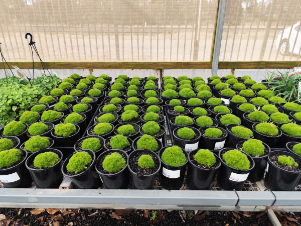 Scleranthus uniflorus