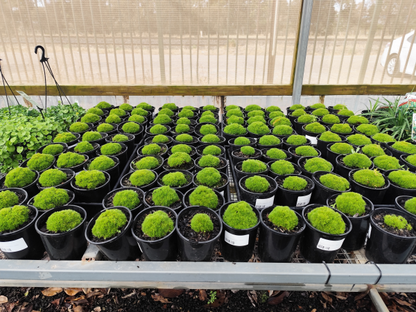 Scleranthus uniflorus