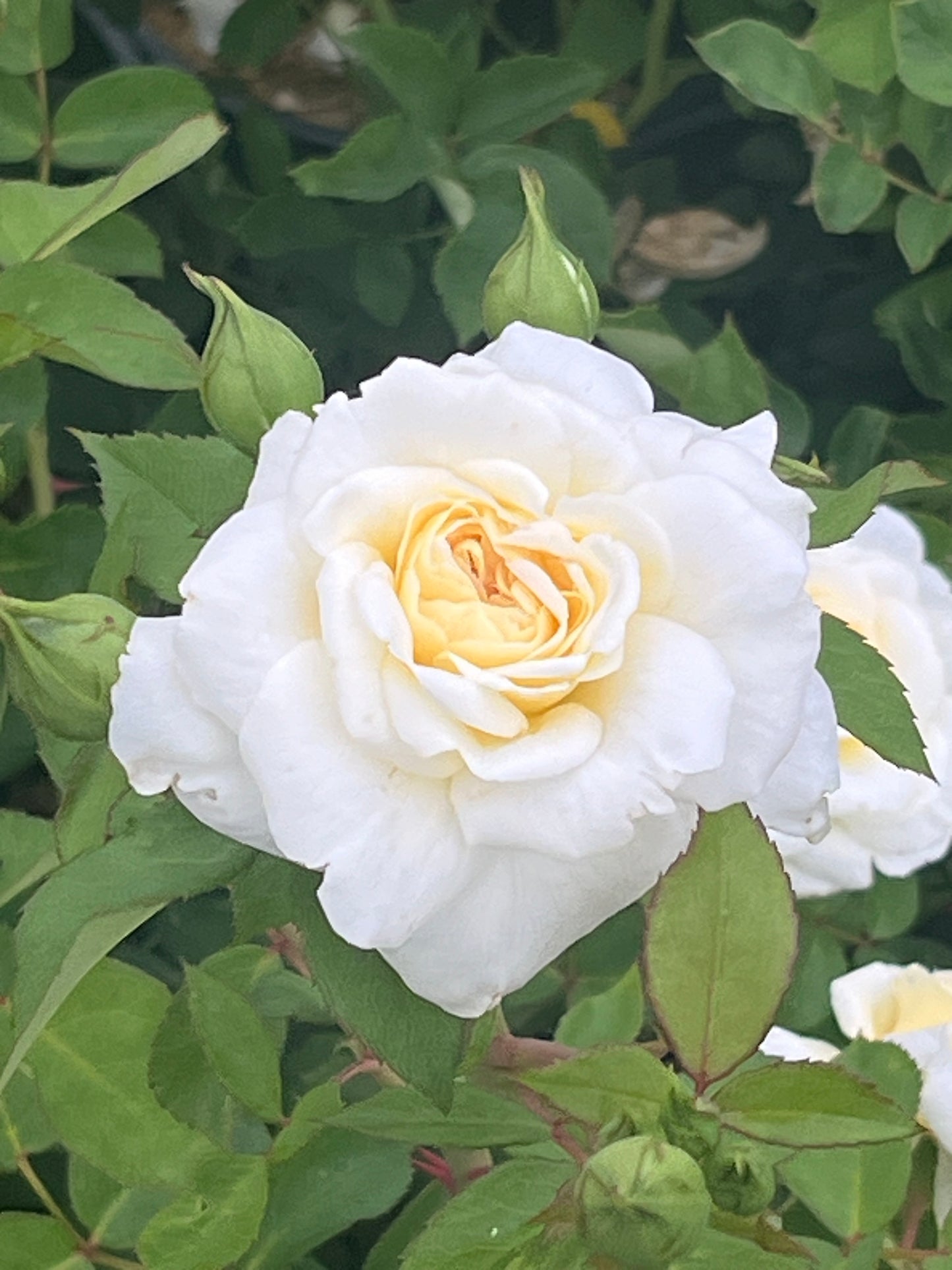 Rose - Scout's Honour