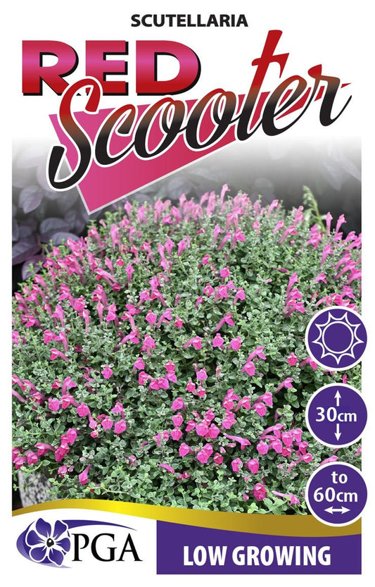 Scutellaria ‘Red Scooter’