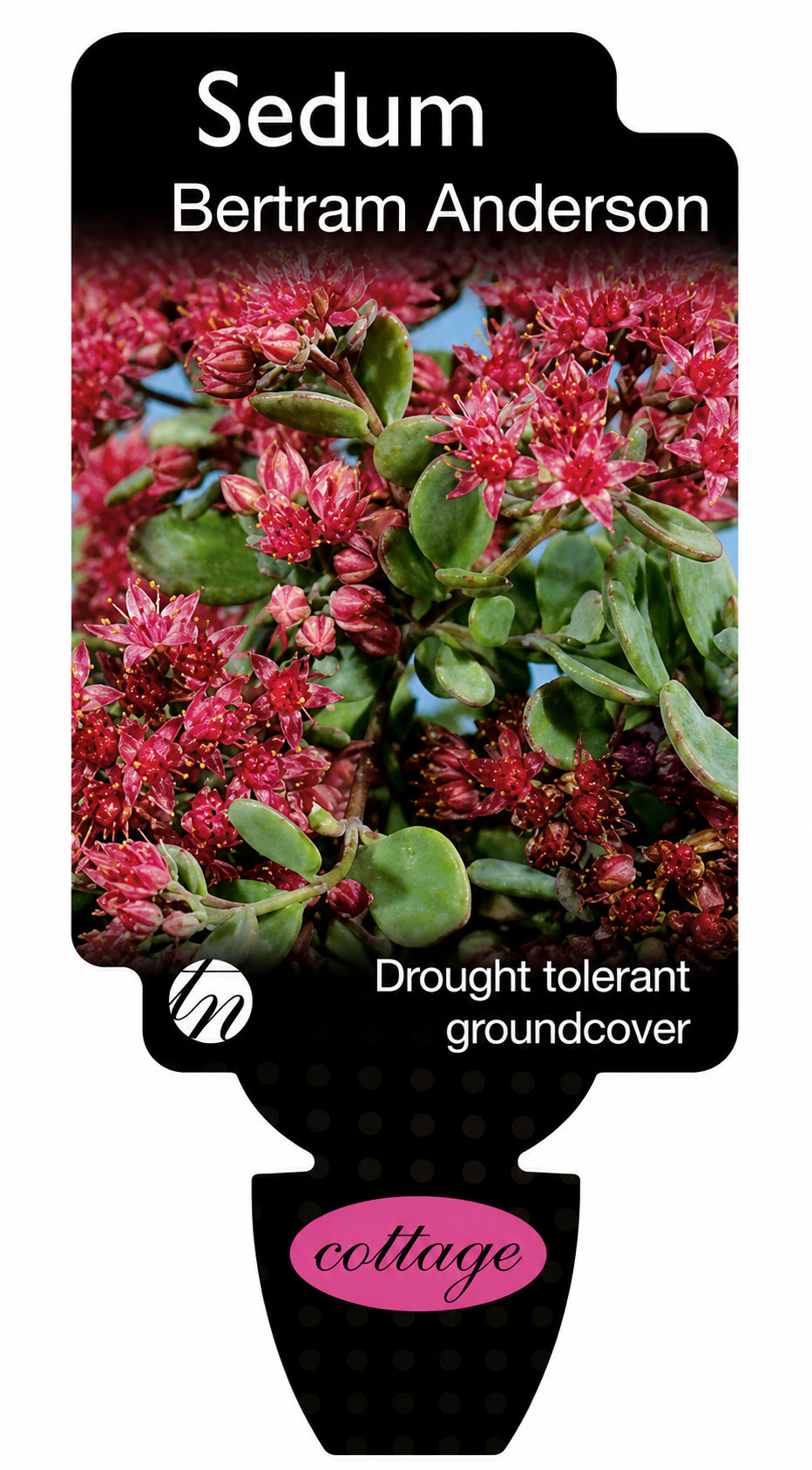 Sedum Bertram Anderson