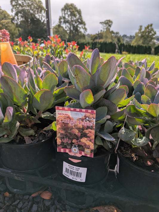 Sedum Conga Line