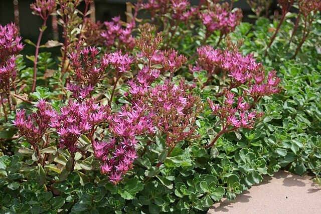 the plant broker