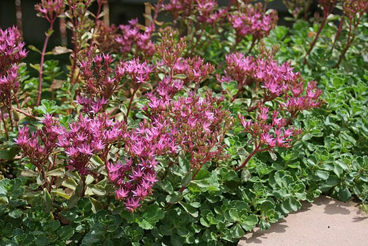 Sedum Dragons Blood