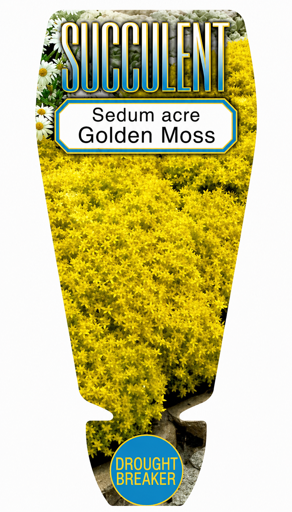 Sedum Gold Moss