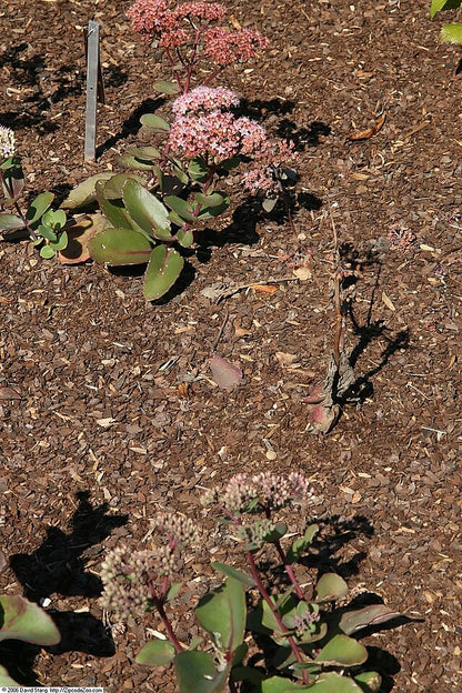 Sedum Matrona