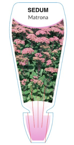 Sedum Matrona