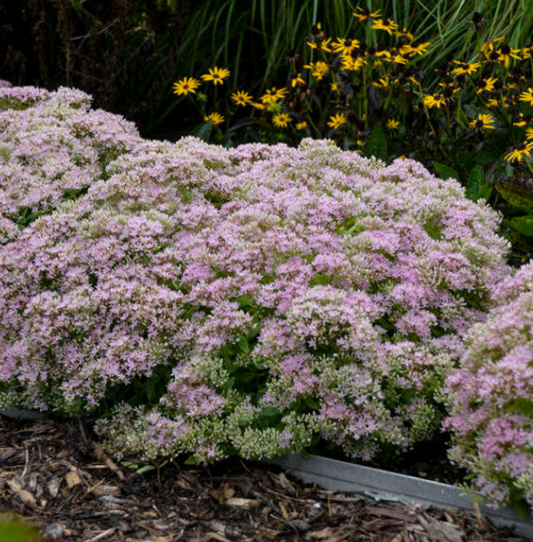 Sedum Pure Joy