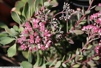 Sedum Ruby Glow