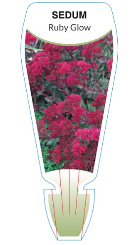 Sedum Ruby Glow