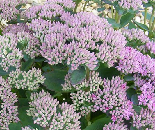Sedum Thundercloud