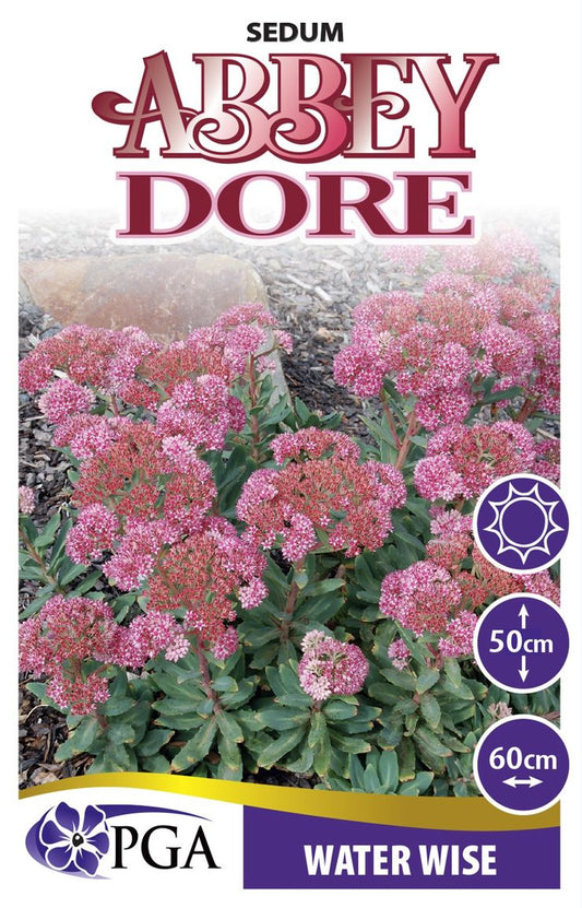 Sedum ‘Abbey Dore’