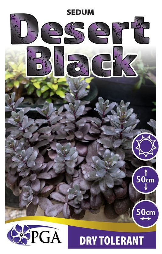 Sedum ‘Desert Black’