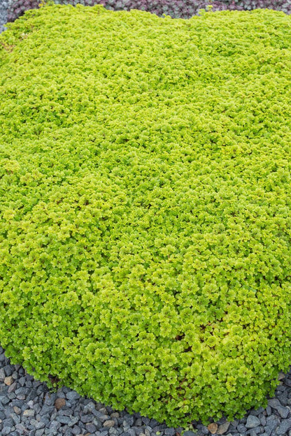 Sedum ‘Green BLOB®’