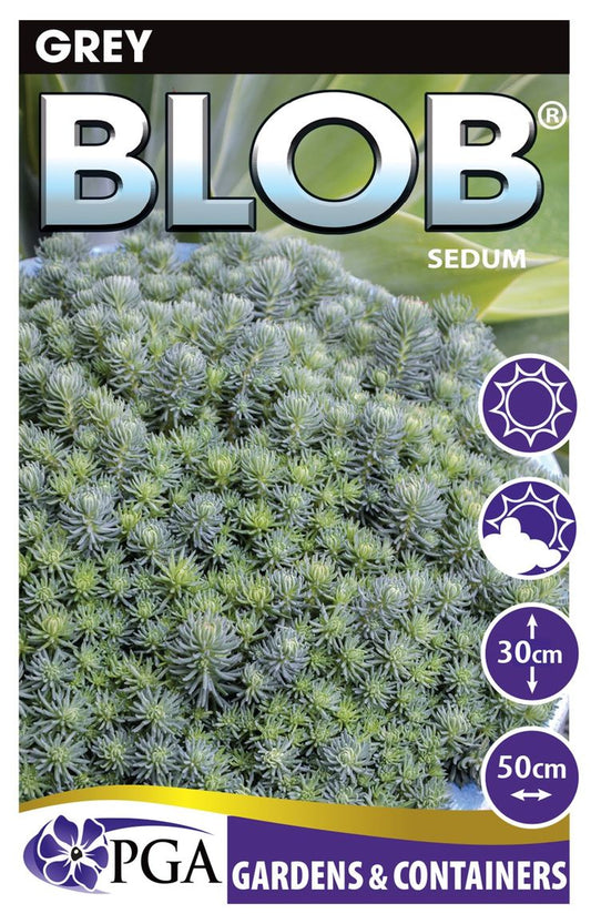 Sedum ‘Grey BLOB®’