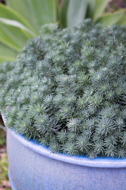 Sedum ‘Grey BLOB®’