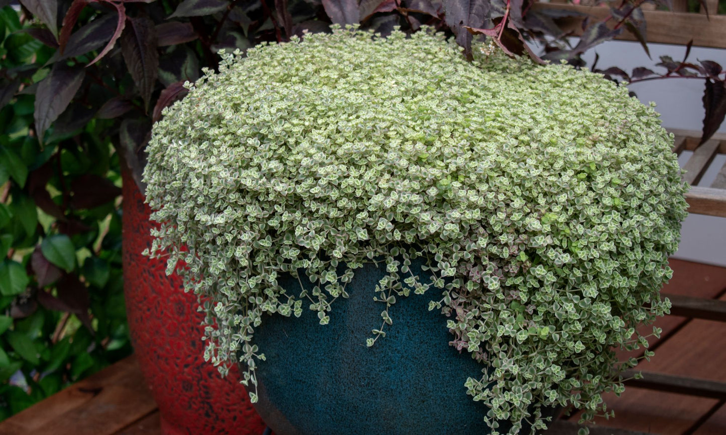 Sedum ‘Speckled BLOB®’
