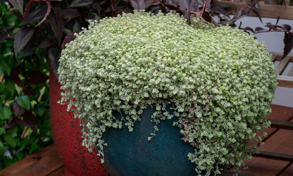 Sedum ‘Speckled BLOB®’