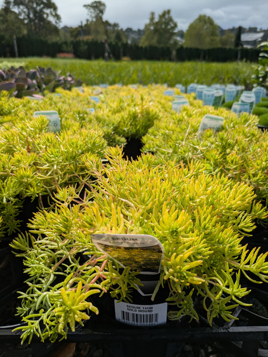Sedum 'Goldmound'